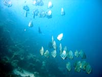 �K�C�h:���񂶂���