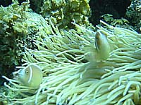 �e�[�u���T���S