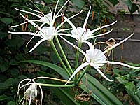 �z�e���ɍ炭��