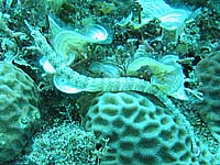 ���E�W�E�I