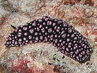 ���݂���