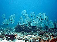 �c�o���E�I