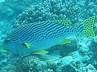 �A���R�V���E�_�C