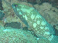 �A�J�}�_���n�^