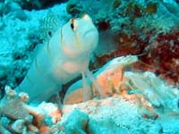 �j�`�����_�e�n�[