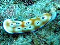 ���݂���