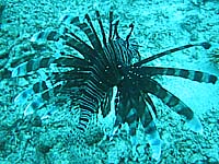 �n�i�~�m�J�T�S