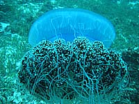 �G�r�N���Q