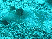 ���b�R�G�C