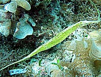 �^�c�m�C�g�R�H