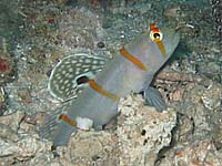 �j�`�����_�e�n�[