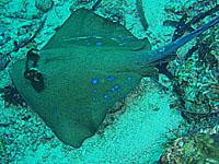 �u���[�X�|�b�g�X�e�B���O���[