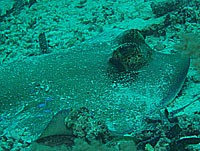 �u���[�X�|�b�g�X�e�B���O���[