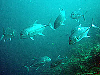 ���E�j���A�W