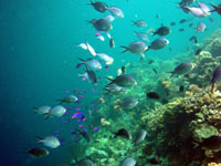 �X�Y���_�C�̌Q��