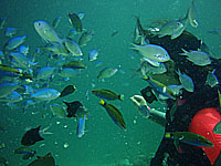 �X�Y���_�C�̌Q��