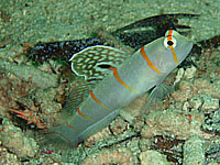 �j�`�����_�e�n�[