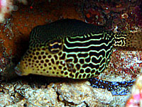 �~�i�~�n�R�t�O