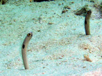 �`���A�i�S