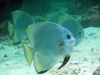 �c�o���E�I