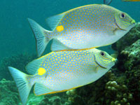 �S�}�A�C�S