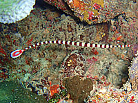 �I�C�������E�W