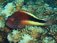 �T���T�S���x