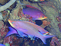 �p�[�v���r���[�e�B�[