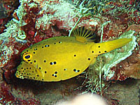 �~�i�~�n�R�t�O�̗c��