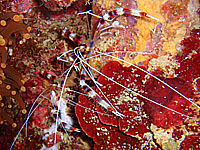 �I�g�q���G�r