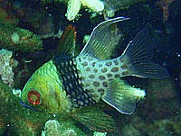 �}���W���E�C�V���`