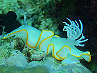 �������Q�E�~�E�V