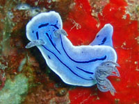 ****�E�~�E�V