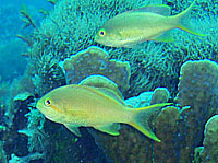 �����j�V�A���A���e�B�X