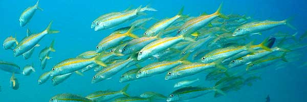 アカヒメジの群れ