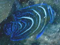 タテジマキンチャクダイ(幼魚)