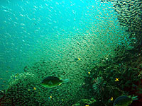 小魚がいっぱい