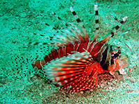 ハナミノカサゴ