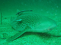 レオパードシャーク