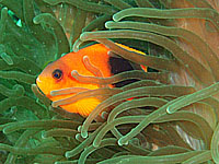 トマトアネモネフィッシュ