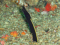 ハナヒゲウツボ