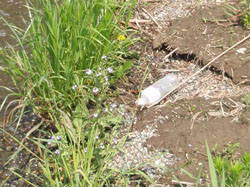 12'利根大堰清掃 Part2