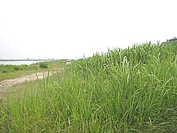 �����剁���|