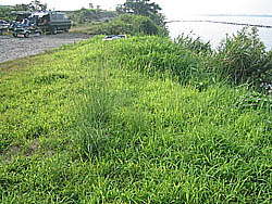 �����剁���|