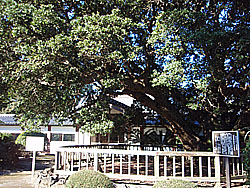 ���}�����̖�