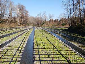 大王わさび農場