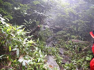  ��̑����}��