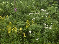 �Ԃ��炢�Ă����`