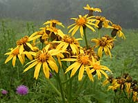 �Ԃ��炢�Ă����`