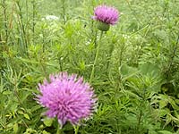 �Ԃ��炢�Ă����`